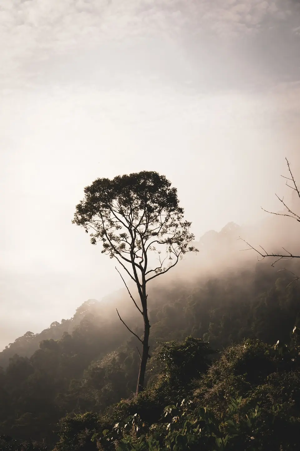 a lone tree on a hill in the fog